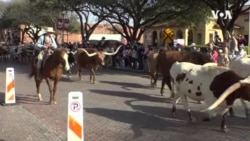 保守州德克萨斯超级星期二或会支持桑德斯 保守州德克萨斯超级星期二或会支持桑德斯