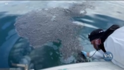 Екологи намагаються очистити узбережжя Каліфорнії від забруднення і врятувати унікальну флору та фауну. Відео Екологи намагаються очистити узбережжя Каліфорнії від забруднення і врятувати унікальну флору та фауну. Відео