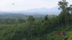 联合国项目帮助保护树木并创造就业