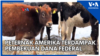 Peternak Amerika Terdampak Pembekuan Dana Federal 