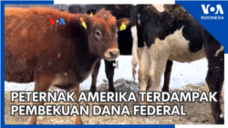 Peternak Amerika Terdampak Pembekuan Dana Federal  Peternak Amerika Terdampak Pembekuan Dana Federal