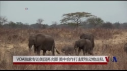 VOA专访:国务次卿谈美中合作打击象牙走私 VOA专访:国务次卿谈美中合作打击象牙走私