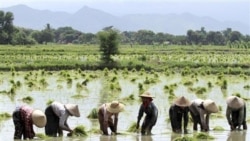 ကျေးလက်ဆင်းရဲမှု ကျဆင်းရေး ကျေးလက်ဆင်းရဲမှု ကျဆင်းရေး
