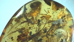 သန်း ၉၉ နှစ်သက်တမ်း ရေ သတ္တဝါ ရုပ်ကြွင်းကချင်ပြည်နယ်မှာ တွေ့ရှိ သန်း ၉၉ နှစ်သက်တမ်း ရေ သတ္တဝါ ရုပ်ကြွင်းကချင်ပြည်နယ်မှာ တွေ့ရှိ