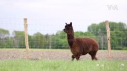 VOA英语视频: 羊驼血液抗体为治疗新冠病毒病带来希望 VOA英语视频: 羊驼血液抗体为治疗新冠病毒病带来希望