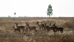 တောရိုင်းတိရိစ္ဆာန် စီးပွားဖြစ် မွေးမြူခွင့်အကြောင်း တစေ့တစောင်း တောရိုင်းတိရိစ္ဆာန် စီးပွားဖြစ် မွေးမြူခွင့်အကြောင်း တစေ့တစောင်း