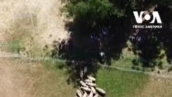 Дослідники Каліфорнійського університету вивчають як вівці можуть доглядати за газонами. Відео Дослідники Каліфорнійського університету вивчають як вівці можуть доглядати за газонами. Відео