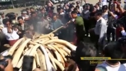 မြန်မာပြည်မှာ ဖမ်းဆီးရမိတဲ့ဆင်စွယ်တွေကို ပထမဦးဆုံးအကြိမ် မီးရှို့ဖျက်ဆီး မြန်မာပြည်မှာ ဖမ်းဆီးရမိတဲ့ဆင်စွယ်တွေကို ပထမဦးဆုံးအကြိမ် မီးရှို့ဖျက်ဆီး