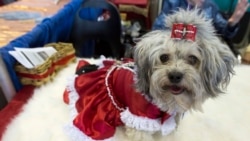 ငွေ ၁ သန်းနဲ့ ခွေး ၂ ကောင် ပြန်ပေးဆွဲသူတွေ ဆွစ်ရဲ ဖမ်းဆီး