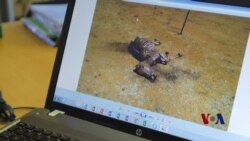 来自中国的需求危及南非驴生存 来自中国的需求危及南非驴生存