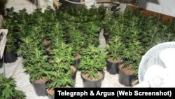 Đây không phải là lần đầu tiên người Việt Nam bị bắt giữ liên quan tới việc trồng cần sa ở Anh.