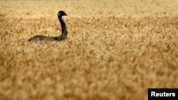 一只鸸鹋走过澳大利亚布里斯班以西的一片小麦田。澳大利亚国旗上的鸟就是鸸鹋,也被称作澳大利亚鸵鸟。(2011年10月28日)