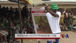 科特迪瓦努力应对可可种植园的童工问题 科特迪瓦努力应对可可种植园的童工问题