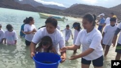 墨西哥保育团体在加利福尼亚湾将石首鱼放回海中。(美联社2018年资料图)