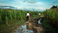 လယ်ယာစိုက်ပျိုးရေးကဏ္ဍ ဘယ်လိုပြုပြင်မလဲ - အပိုင်း (၂) လယ်ယာစိုက်ပျိုးရေးကဏ္ဍ ဘယ်လိုပြုပြင်မလဲ - အပိုင်း (၂)