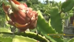 ဒီသီတင်းပတ် အာရှစီးပွားရေး ဒီသီတင်းပတ် အာရှစီးပွားရေး