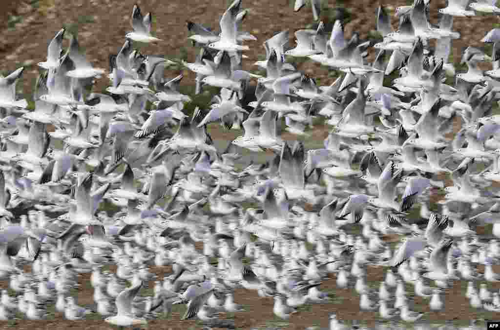 2019年1月8日，黎巴嫩贝鲁特港附近的海鸥。