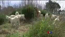 ဆိတ်တွေအကူအညီနဲ့ တောမီးဟန့်တားဖို့ သြစတြေးလျ ကြိုးပမ်း ဆိတ်တွေအကူအညီနဲ့ တောမီးဟန့်တားဖို့ သြစတြေးလျ ကြိုးပမ်း