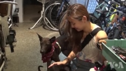 台湾各界合力保护流浪动物 台湾各界合力保护流浪动物