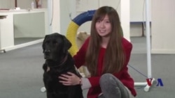 走进美国:美国的协助犬是怎样炼成的 走进美国:美国的协助犬是怎样炼成的