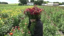 苗族裔美国农民推动明尼苏达州食品经济 苗族裔美国农民推动明尼苏达州食品经济