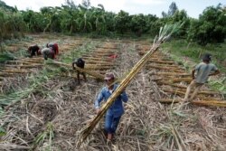 FILE - Workers collect chopped sugar cane on the outskirts of Phnom Penh, Cambodia, June 3, 2016.