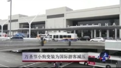 万圣节小狗变装为国际游客减压 万圣节小狗变装为国际游客减压