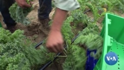 英语视频：西维吉尼亚农村地区缺乏互联网