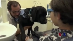 治疗犬帮助自闭儿童缓解就医焦虑 治疗犬帮助自闭儿童缓解就医焦虑