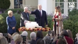До Дня подяки у США президент Трамп помилував індичок. Відео До Дня подяки у США президент Трамп помилував індичок. Відео