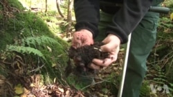 老旧煤矿摇身一变成森林 老旧煤矿摇身一变成森林