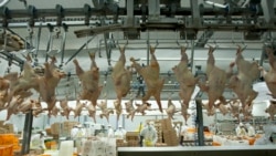 ကလေးလုပ်သား ငှားရမ်းခိုင်းစေမှု ကန်ကုမ္ပဏီကို ဒဏ်ငွေ ၁ သန်းခွဲရိုက် ကလေးလုပ်သား ငှားရမ်းခိုင်းစေမှု ကန်ကုမ္ပဏီကို ဒဏ်ငွေ ၁ သန်းခွဲရိုက်