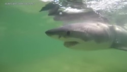 侦测白鲨行踪的应用程序为人类提供早期预警 侦测白鲨行踪的应用程序为人类提供早期预警