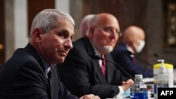 资料照片:美国国立过敏及传染病研究所主任弗契医生(左)和时任美国疾控中心主任的雷德菲尔德医生等卫生官员就新冠疫情问题在参议院作证。(2020年6月30日)