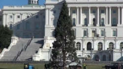 历经3460英里 国会圣诞树抵达华盛顿 历经3460英里 国会圣诞树抵达华盛顿