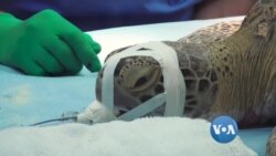 ပင်လယ်လိပ်တွေကို ကုသပေးနေတဲ့ ဖလော်ရီဒါ ဆေးရုံ ပင်လယ်လိပ်တွေကို ကုသပေးနေတဲ့ ဖလော်ရီဒါ ဆေးရုံ