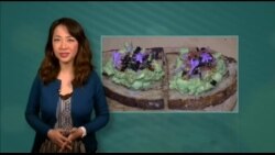 美国万花筒:吐司成高级厨师创意工具 美国万花筒:吐司成高级厨师创意工具