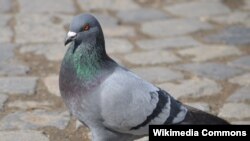 Một chú bồ câu mang thông điệp đe doạ đến cho Thủ tướng Ấn Độ đã bị tống giam