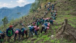 ဘိန်းစိုက်ပျိုးမှု ပပျောက်ရေး ဘိန်းစိုက်ပျိုးမှု ပပျောက်ရေး