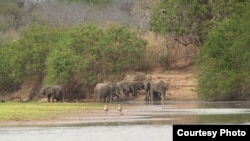 坦桑尼亚塞罗斯野生动物保护区内的象群。(Wikimedia)