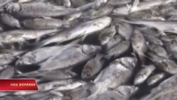 Cá chết ở Hồ Tây: Hồi chuông cảnh báo cho Việt Nam Cá chết ở Hồ Tây: Hồi chuông cảnh báo cho Việt Nam