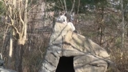 美国政府新规威胁狼群保护 美国政府新规威胁狼群保护