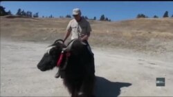 Вікно в Америку. Що роблять Гімалайські ЯКІ в горах Колорадо? Вікно в Америку. Що роблять Гімалайські ЯКІ в горах Колорадо?