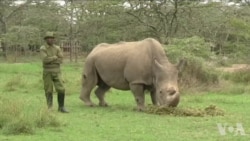 科技有助于拯救非洲濒危野生物种 科技有助于拯救非洲濒危野生物种