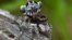 Một mẫu nhện Peacock Spider mới được khám phá của Úc, Maratus Lobatus, trong một bức ảnh từ Úc không ghi ngày tháng. 