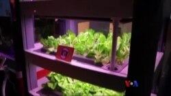 Smartဖုန်းနဲ့ ဟင်းရွက်စိုက်မယ် Smartဖုန်းနဲ့ ဟင်းရွက်စိုက်မယ်