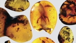 နှစ်သန်းပေါင်း ၁၀၀ ခန့်က ပိုးဟပ် မြန်မာ့ပယင်းထဲမှာ တွေ့ရှိ နှစ်သန်းပေါင်း ၁၀၀ ခန့်က ပိုးဟပ် မြန်မာ့ပယင်းထဲမှာ တွေ့ရှိ