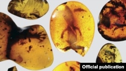 အမေရိကန် ပြည်ထောင်စု ဖလော်ရီဒါ ပြည်နယ်က ပြတိုက်မှာ တွေ့ရတဲ့ ရုပ်ကြွင်းပါ မြန်မာ့ ပယင်းကျောက်။