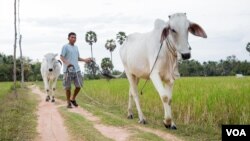 金巴:“只要通胀率下滑,汽油降价,能有柏油路,有电力供应,我并不在乎哪个党来领导这个国家
