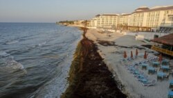 အညိုရောင် ကျောက်ပွင့် Sargassum အညိုရောင် ကျောက်ပွင့် Sargassum